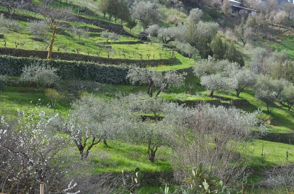 أليا Villa Della Mimosa المظهر الخارجي الصورة